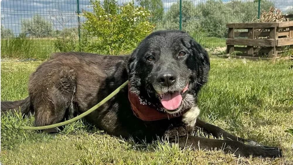 Rex, male senior Mixed Breed for adoption at Animal Care Austria, Wien
