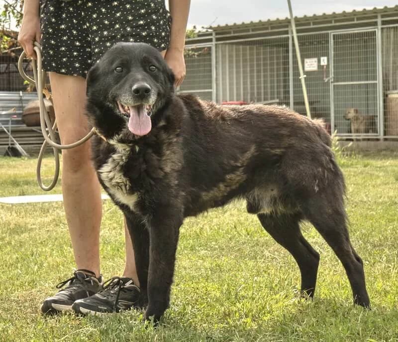 Rex, male senior Mixed Breed for adoption at Animal Care Austria, Wien
