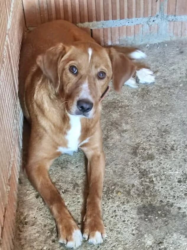 Riki, male 7yo mixed breed for adoption at Animal Care Austria, Wien
