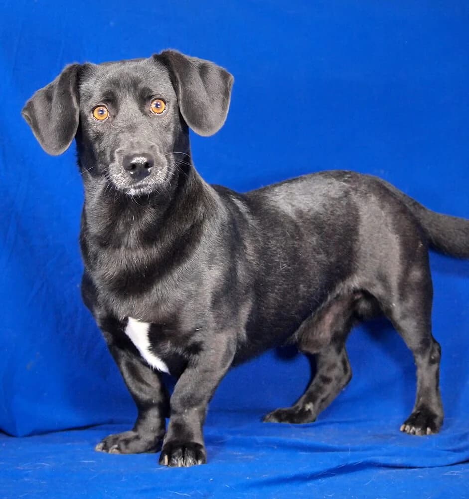 Rini, male 3yo Dachshund for adoption at Animal Care Austria, Wien
