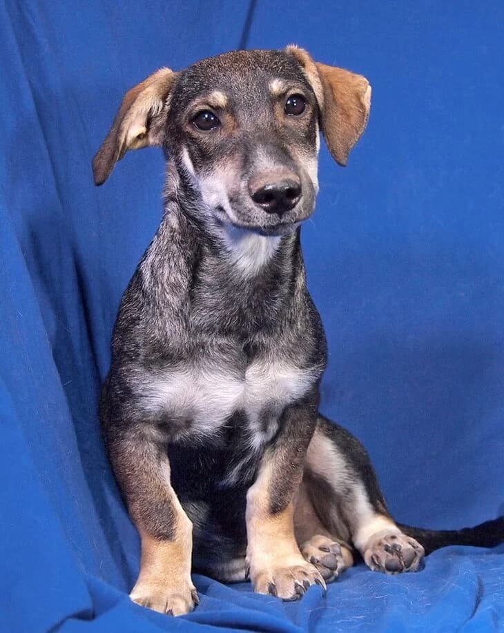 Rio, male Mixed Breed for adoption at Animal Care Austria, Wien