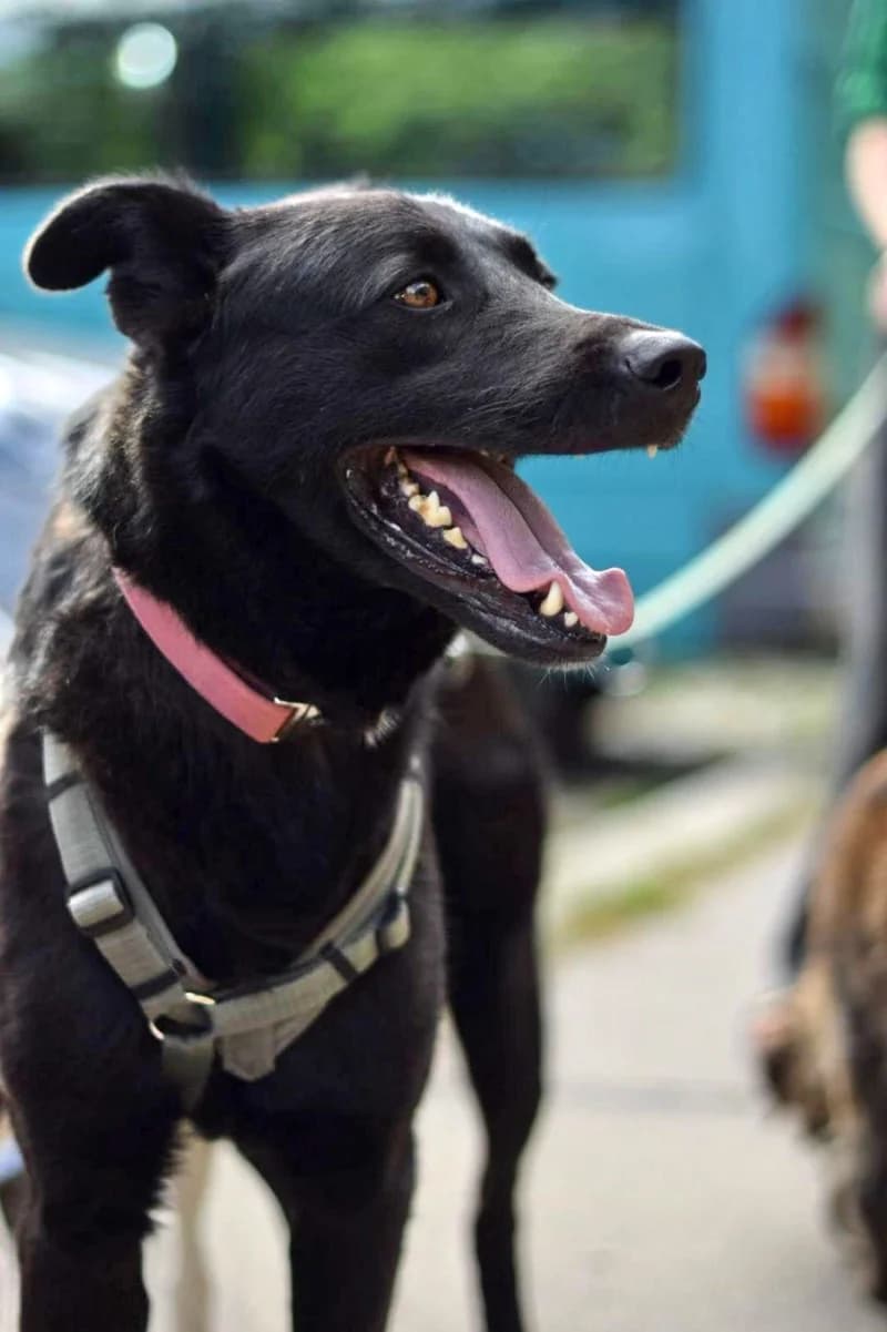 Robin, male 3yo Mixed Breed for adoption at Animal Care Austria, Wien