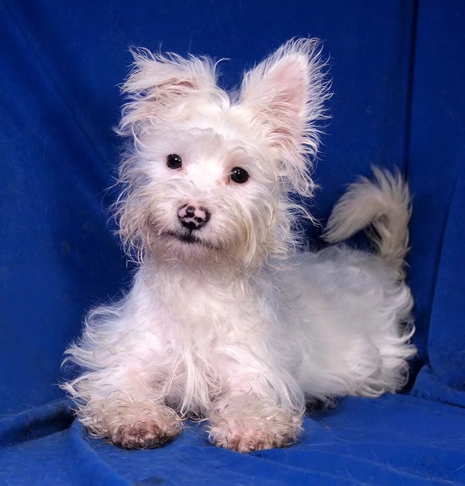 Roger, male puppy Maltese for adoption at Animal Care Austria, Wien