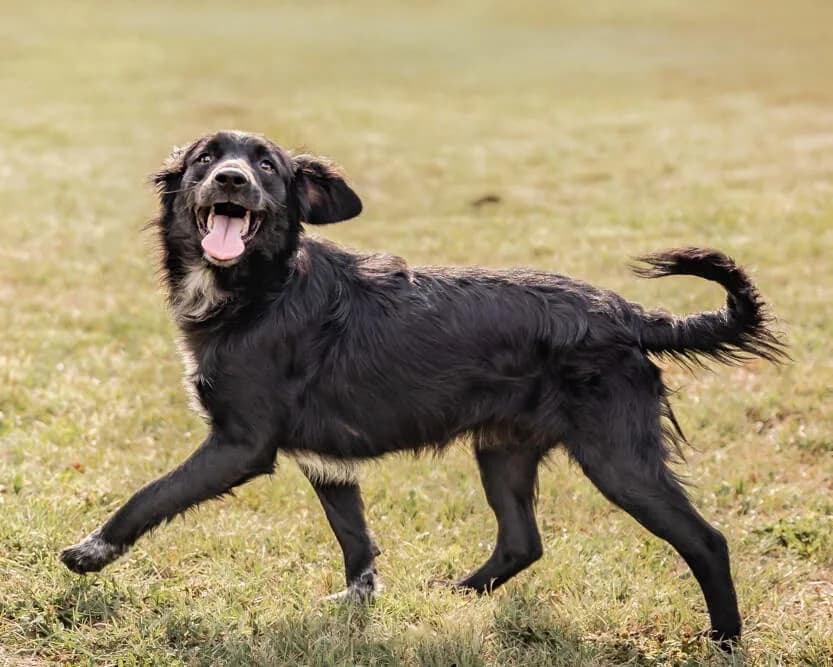 Sayana, female Mixed Breed for adoption at Animal Care Austria, Austria