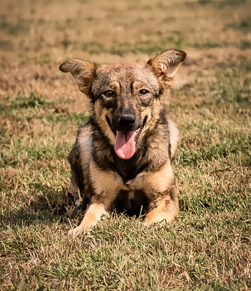 Scarlett, female Mixed Breed for adoption at Animal Care Austria, Austria