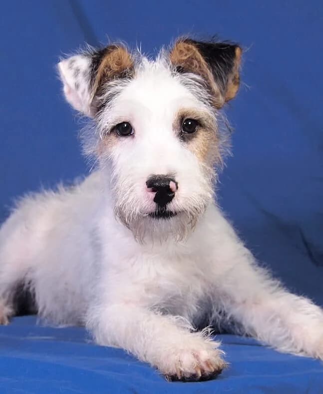 Scout, male Mixed Breed for adoption at Animal Care Austria, Wien