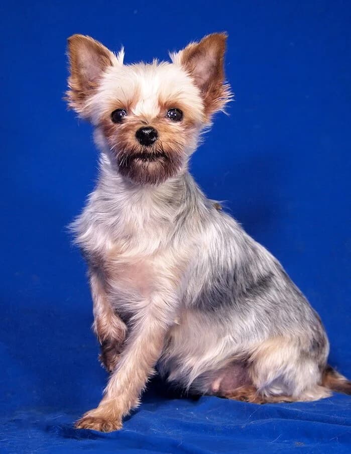 Selina, female 6yo Yorkshire Terrier for adoption at Animal Care Austria, Wien