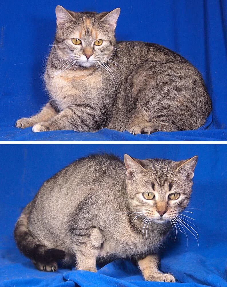 Shakira & Sissy, female Mixed Breed for adoption at Animal Care Austria, Wien