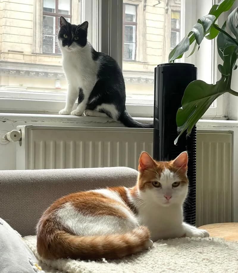 Simona & Manuel, female young Mixed Breed for adoption at Animal Care Austria, Wien