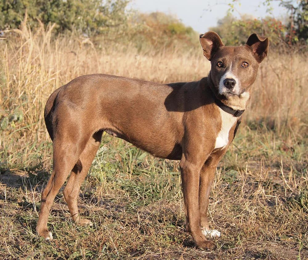 Sophie, female Mixed Breed for adoption at Animal Care Austria, Wien