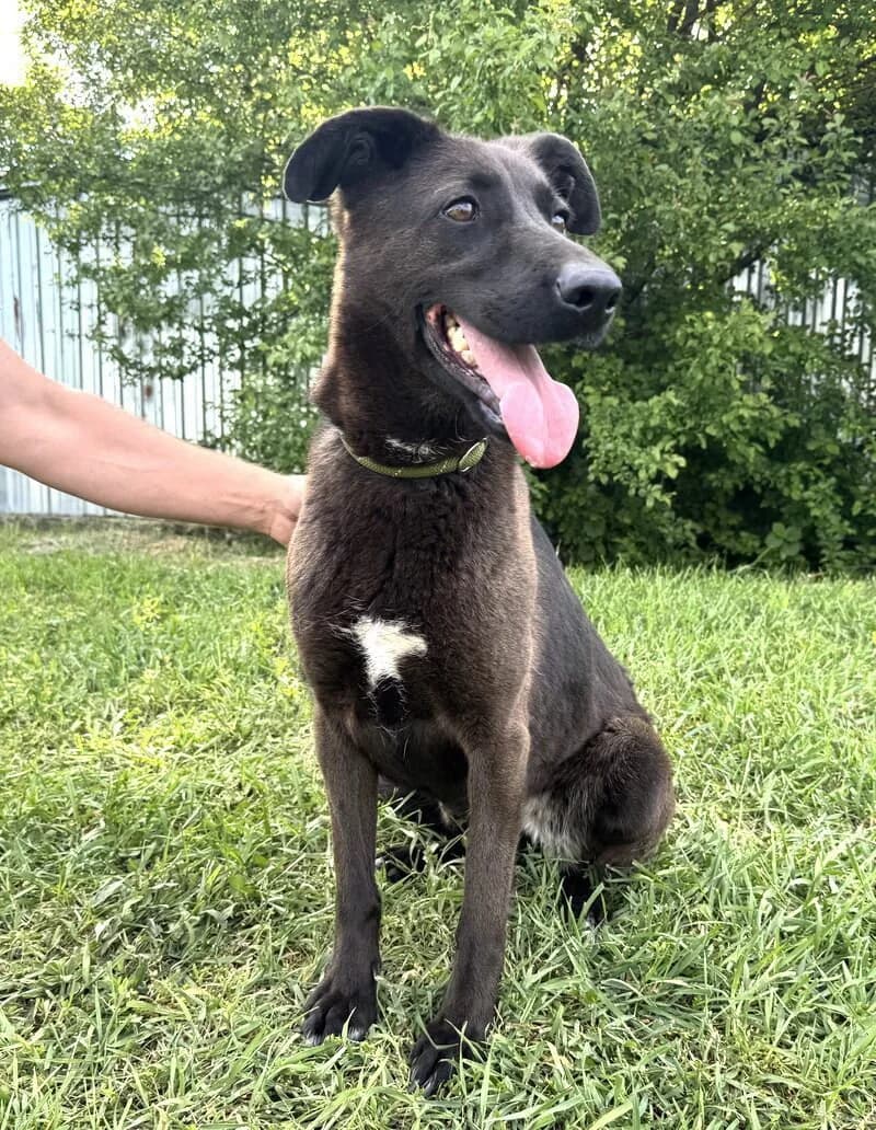Soraya, female 6yo Mixed Breed for adoption at Animal Care Austria, Wien