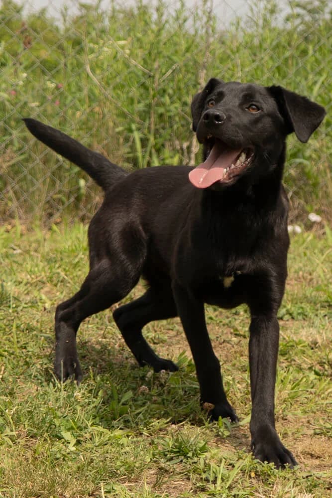 Spike, male puppy Mixed Breed for adoption at Animal Care Austria, Wien