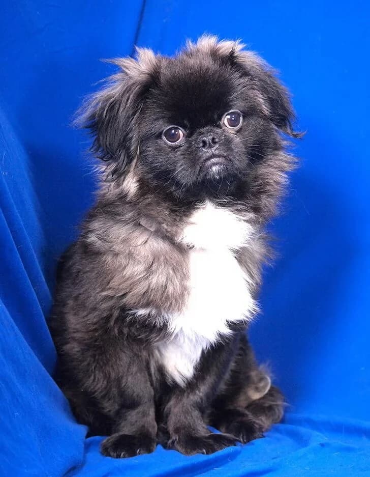 Suki, male mixed breed for adoption at Animal Care Austria, Wien
