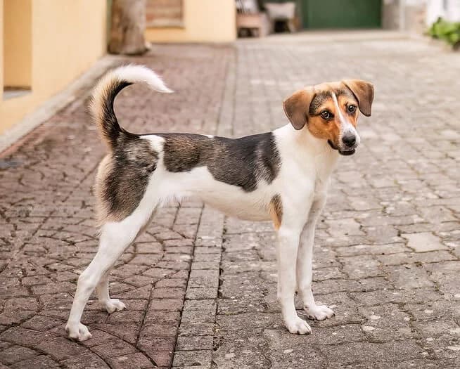 Summer, female young Mixed Breed for adoption at Animal Care Austria, Wien