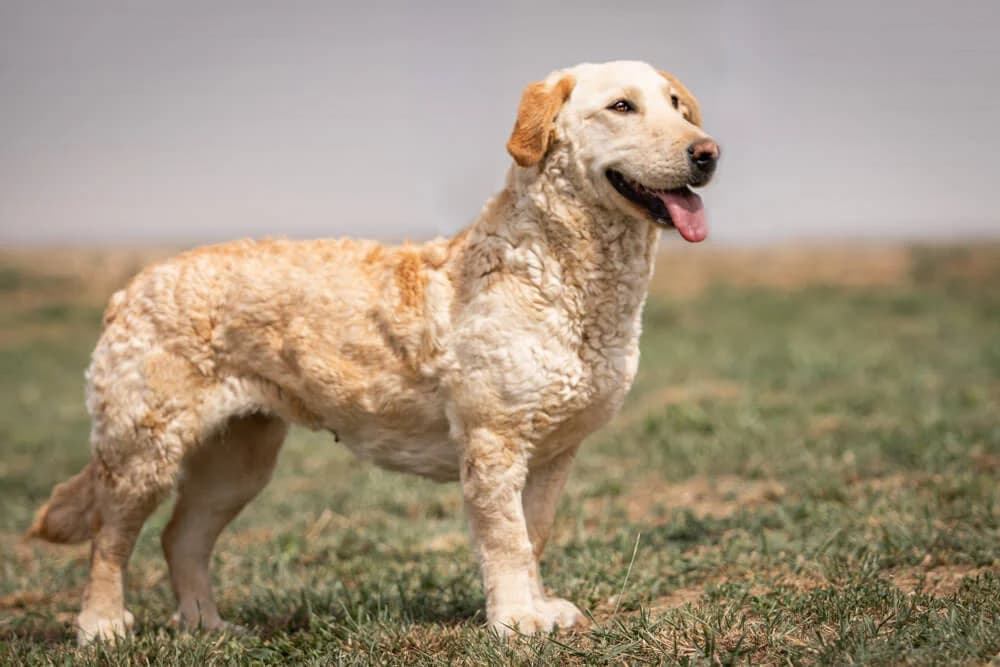 Tammy, female 4yo Mixed Breed for adoption at Animal Care Austria, Wien