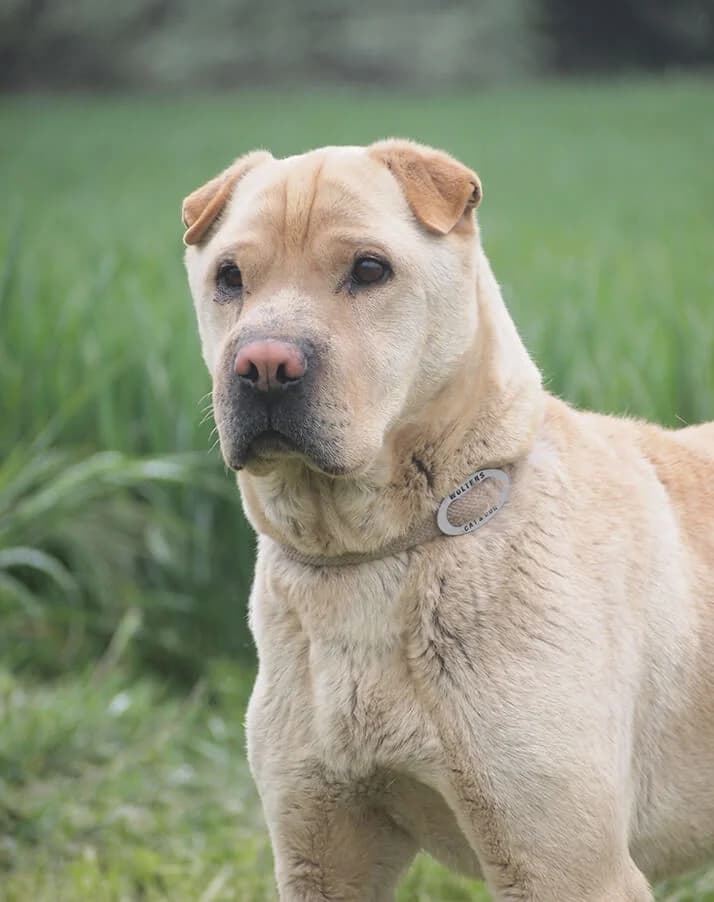 Tapi, male senior Mixed Breed for adoption at Animal Care Austria, Wien