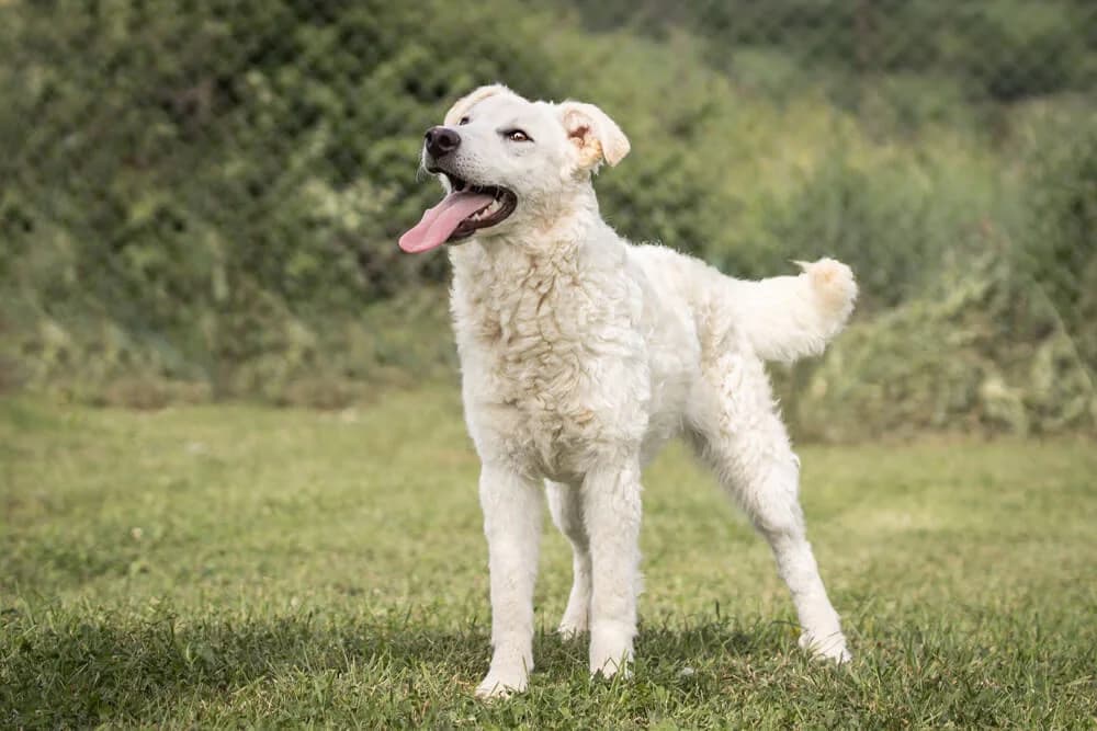 Tea, female puppy Mixed Breed for adoption at Animal Care Austria, Wien