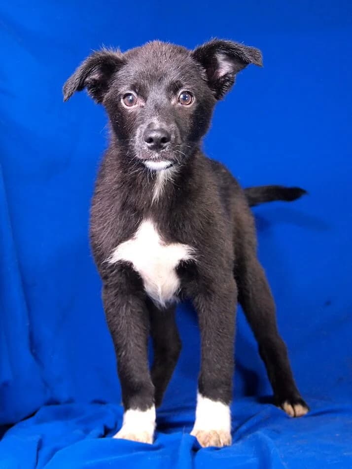 Teddy, male puppy Mixed Breed for adoption at Animal Care Austria, Wien