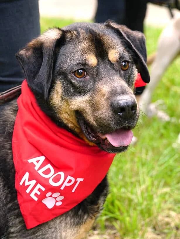Tobi, male 7yo Mixed Breed for adoption at Animal Care Austria, Wien