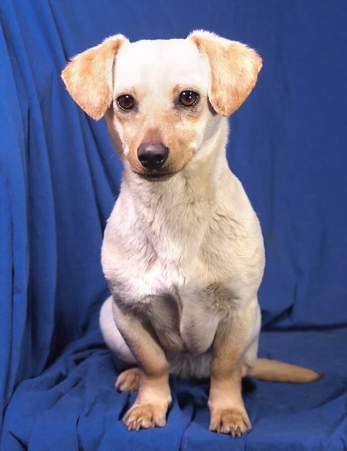 Vanilla, female Mixed Breed for adoption at Animal Care Austria, Wien