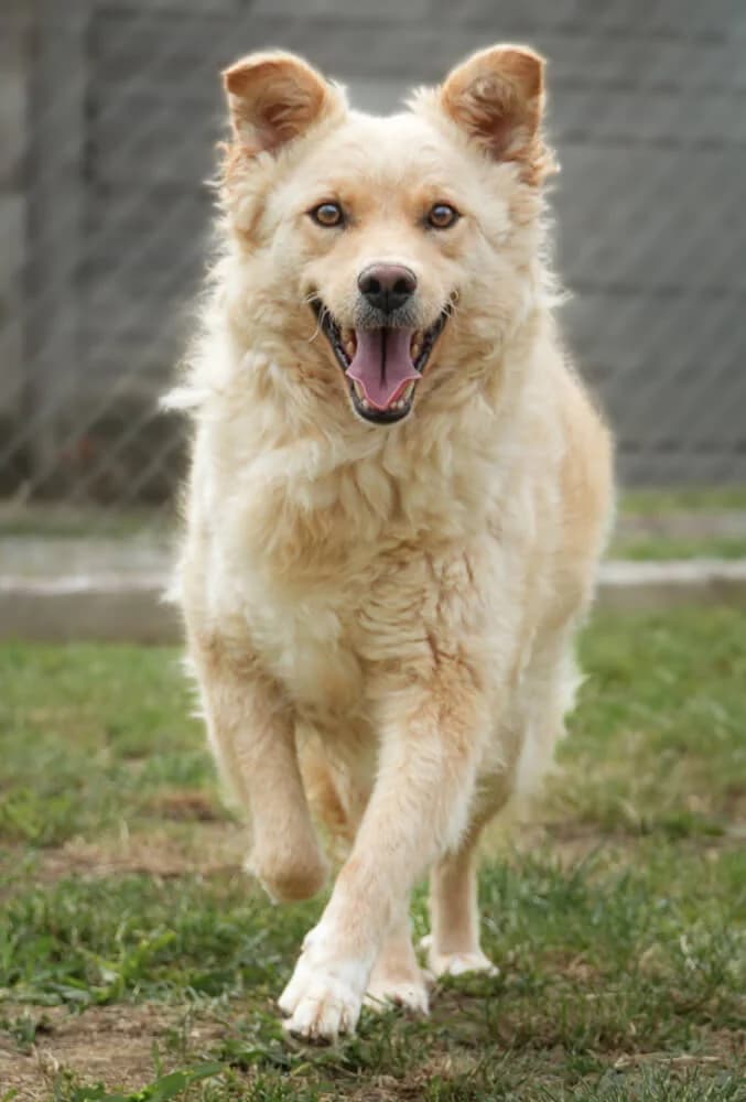 Vito, male 4yo Mixed Breed for adoption at Animal Care Austria, Wien