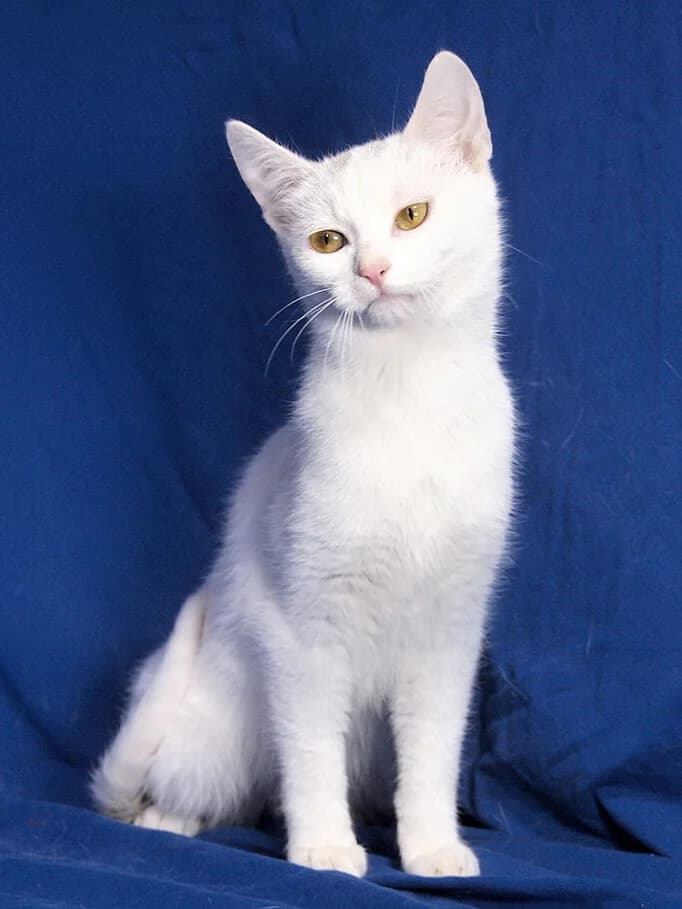 Whitney, female puppy Mixed Breed for adoption at Animal Care Austria, Wien