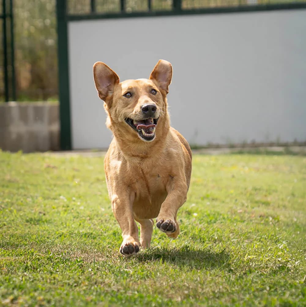 Willi, male Mixed Breed for adoption at Animal Care Austria, Wien