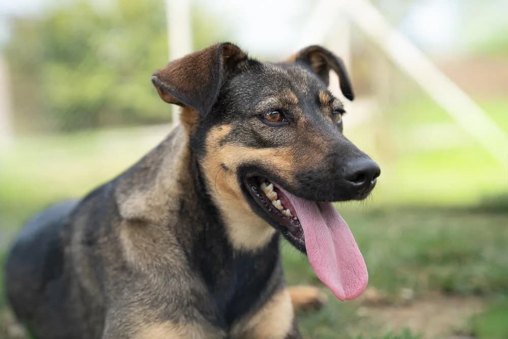 Willow, female young Mixed Breed for adoption at Animal Care Austria, Wien