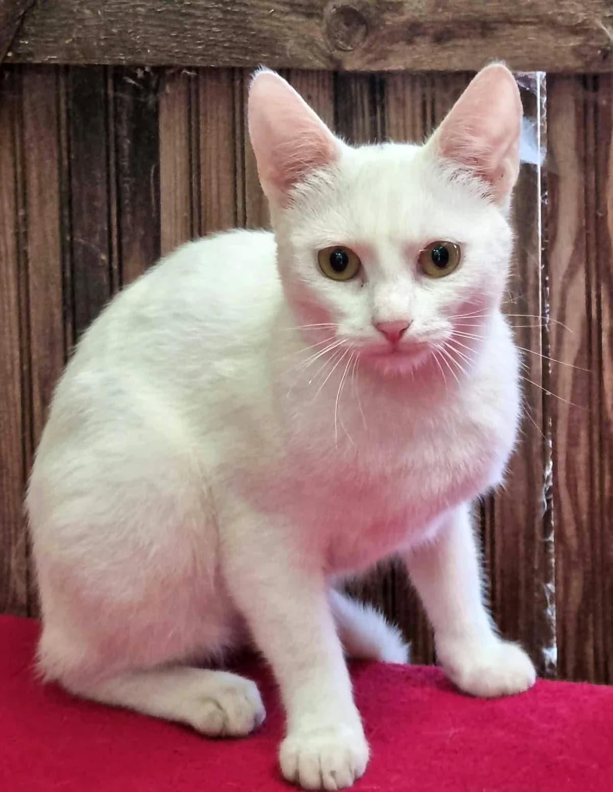 Wilma, female puppy Mixed Breed for adoption at Animal Care Austria, Wien