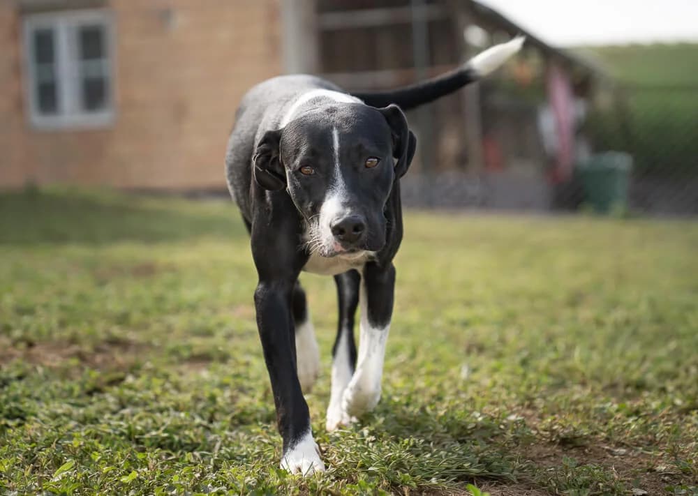 Wilson, male young Mixed Breed for adoption at Animal Care Austria, Wien