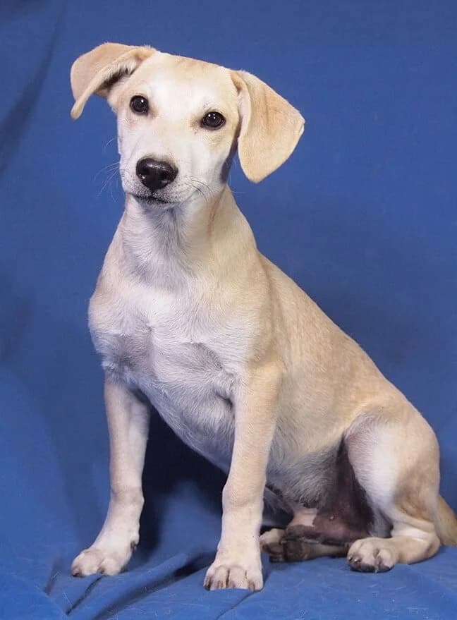 Wilson, male Mixed Breed for adoption at Animal Care Austria, Wien