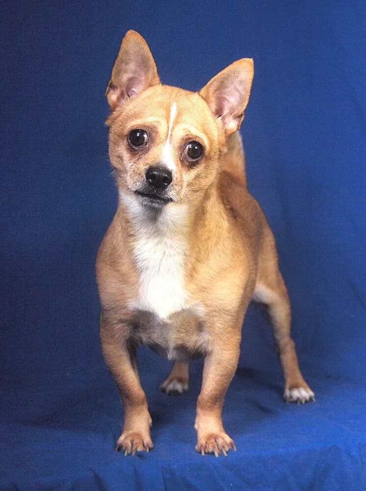 Yoghi, male senior Chihuahua for adoption at Animal Care Austria, Wien