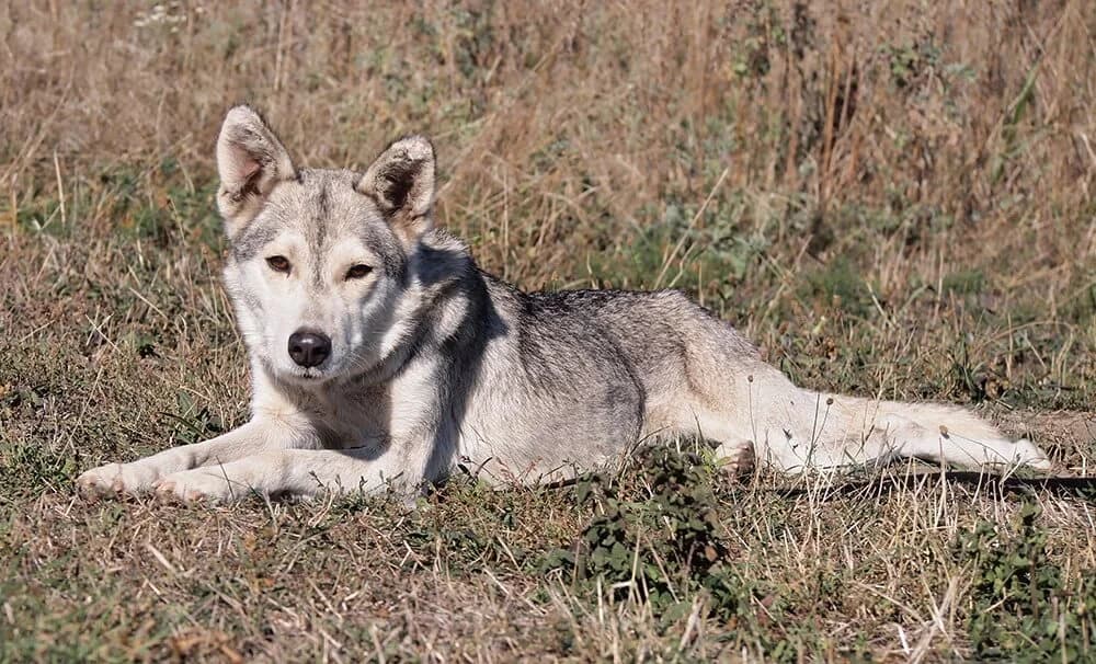 Zoya, female 3yo Husky for adoption at Animal Care Austria, Wien