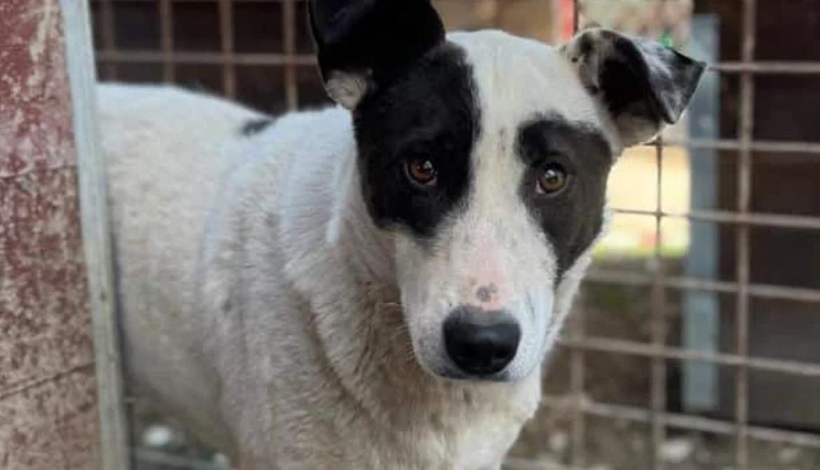 Josy, female Mixed Breed for adoption at Animal Spirit - Zentrum für Tiere in Not - Dr Franz-Joseph Plank, Klamm