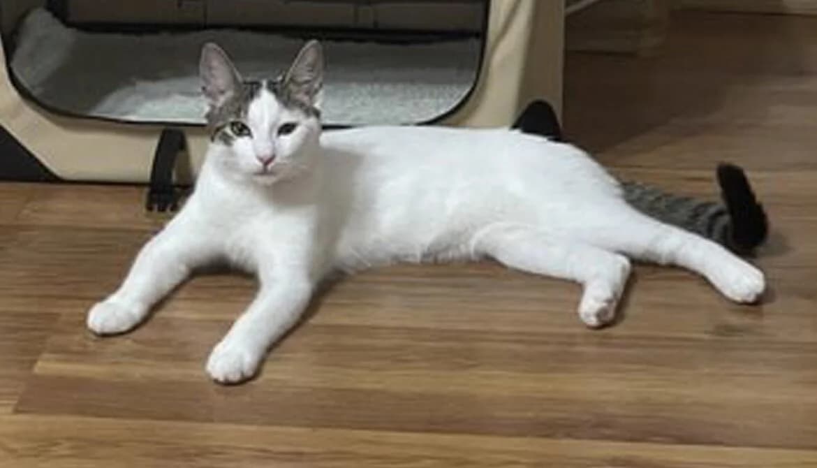 Beba, male young Mixed Breed for adoption at Animal Spirit - Zentrum für Tiere in Not - Dr Franz-Joseph Plank, Klamm