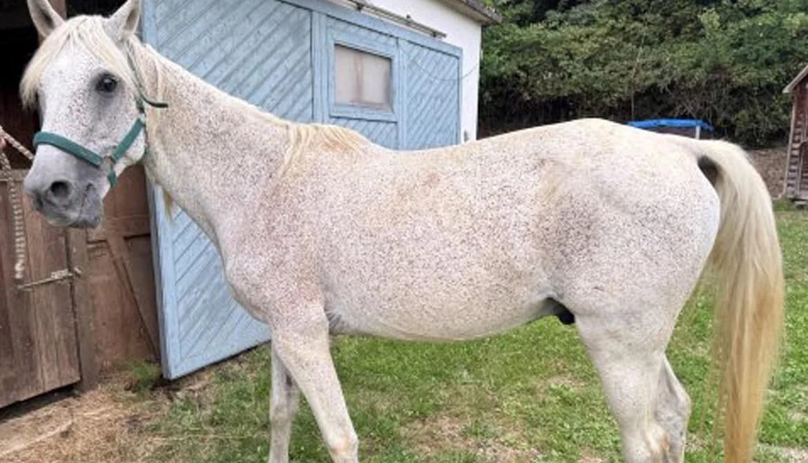 Araber-Wallach, senior Mixed Breed for adoption at Animal Spirit - Zentrum für Tiere in Not - Dr Franz-Joseph Plank, Klamm