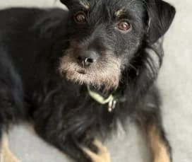 Karol, Mixed Breed for adoption at Animal Spirit - Zentrum für Tiere in Not - Dr Franz-Joseph Plank, Klamm