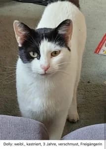 Drei liebe Katzen suchen dringend ein Zuhause!, male Mixed Breed for adoption at Animal Spirit - Zentrum für Tiere in Not - Dr Franz-Joseph Plank