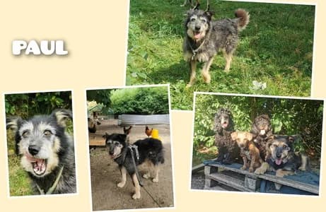 Paul, 6yo Mixed Breed for adoption at Animal Spirit - Zentrum für Tiere in Not - Dr Franz-Joseph Plank, Klamm