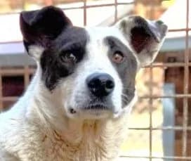 Josy, female 4yo Mixed Breed for adoption at Animal Spirit - Zentrum für Tiere in Not - Dr Franz-Joseph Plank, Klamm