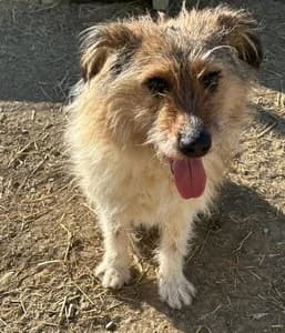 Felina, female 4yo Mixed Breed for adoption at Animal Spirit - Zentrum für Tiere in Not - Dr Franz-Joseph Plank, Klamm