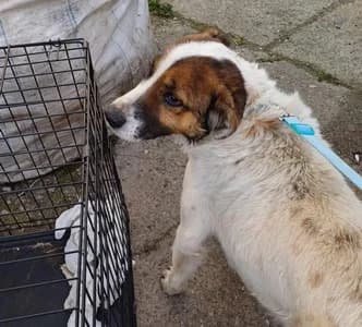 Arlo, male 3yo Mixed Breed for adoption at Animal Spirit - Zentrum für Tiere in Not - Dr Franz-Joseph Plank, Klamm