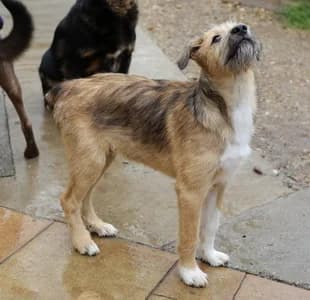 Teddy, male Mixed Breed for adoption at Animal Spirit - Zentrum für Tiere in Not - Dr Franz-Joseph Plank