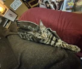 Simba und Shapiro, male young Bengal for adoption at Animal Spirit - Zentrum für Tiere in Not - Dr Franz-Joseph Plank, Klamm