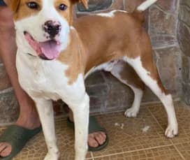 Caesar, Mixed Breed for adoption at Animal Spirit - Zentrum für Tiere in Not - Dr Franz-Joseph Plank