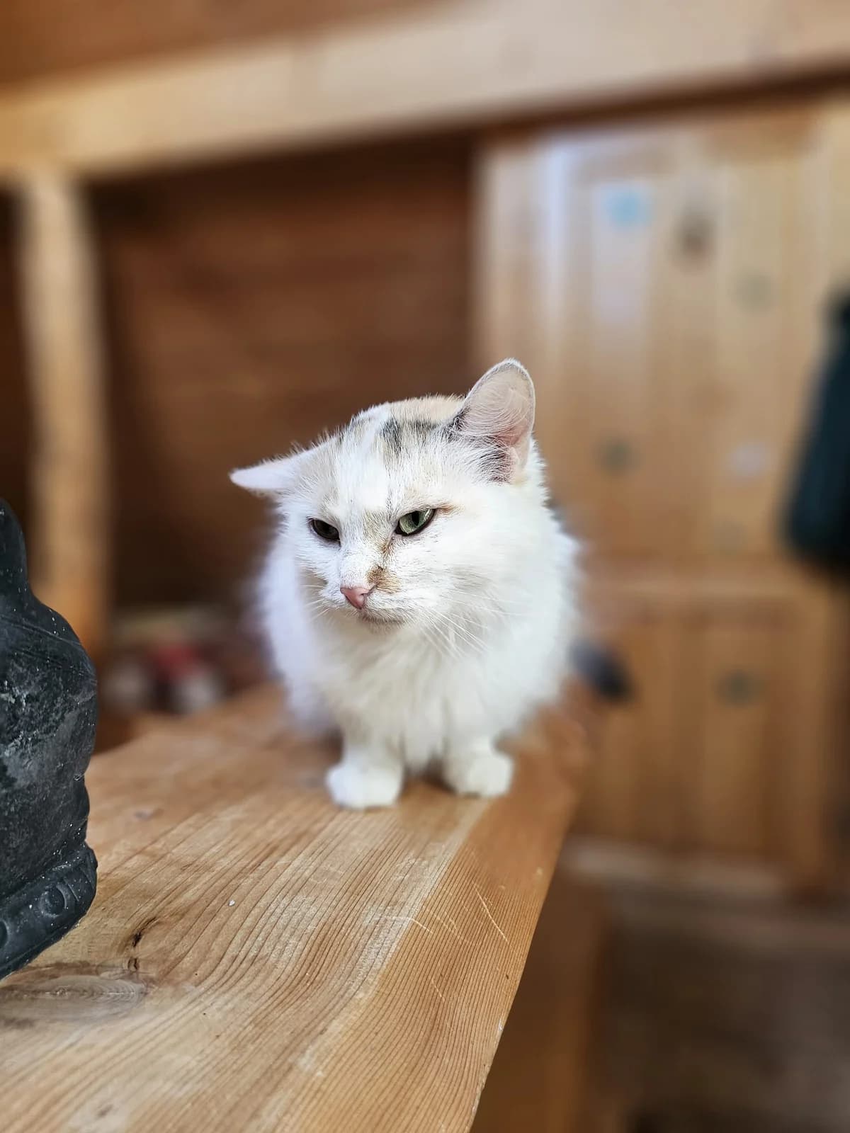 3 Katzen, female Mixed Breed for adoption at Animal Spirit - Zentrum für Tiere in Not - Dr Franz-Joseph Plank