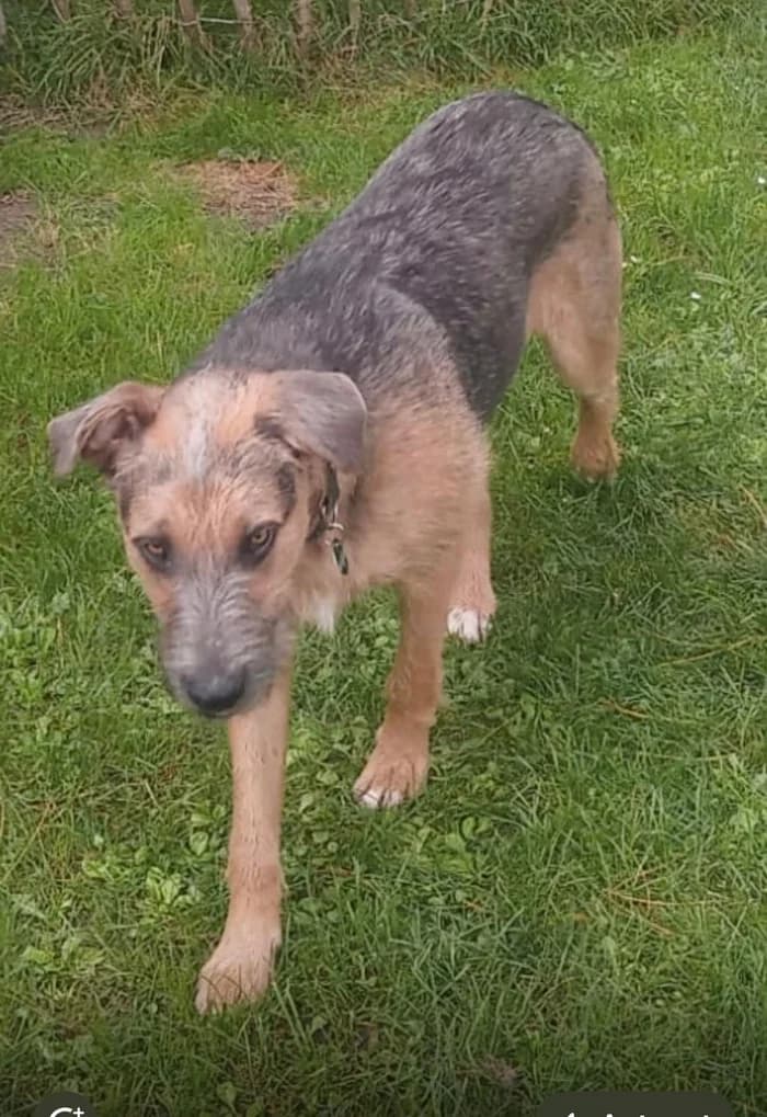 Junger Rüde aus Niederösterreich, Bezirk Tulln, male young Mixed Breed for adoption at Animal Spirit - Zentrum für Tiere in Not - Dr Franz-Joseph Plank, Klamm