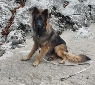 Der liebe Shadow sucht dringend ein neues Zuhause!, puppy Mixed Breed for adoption at Animal Spirit - Zentrum für Tiere in Not - Dr Franz-Joseph Plank, Klamm