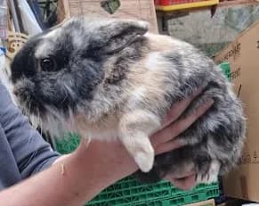 Junge Kaninchen suchen liebevollen Lebensplatz!, Mixed Breed for adoption at Animal Spirit - Zentrum für Tiere in Not - Dr Franz-Joseph Plank