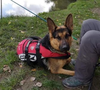 SOS Schäferrüde braucht bitte DRINGEND ein gutes Zuhause bis 30.11.2025!, male 5yo Mixed Breed for adoption at Animal Spirit - Zentrum für Tiere in Not - Dr Franz-Joseph Plank, Klamm